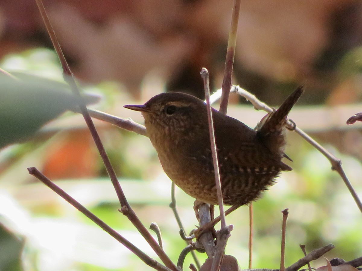 barsmett - ML646622028