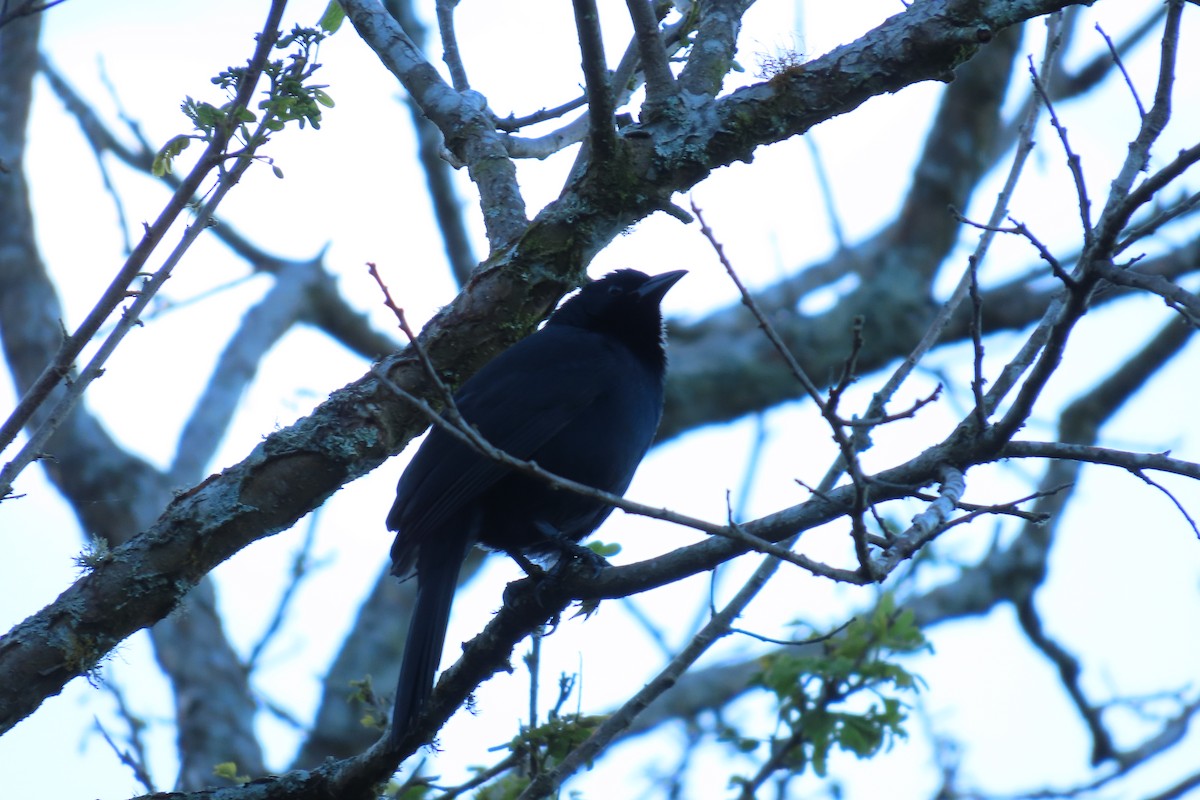 Melodious Blackbird - ML646622029