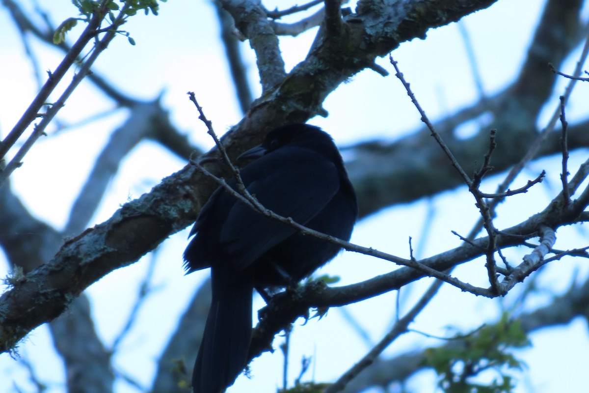 Melodious Blackbird - ML646622030