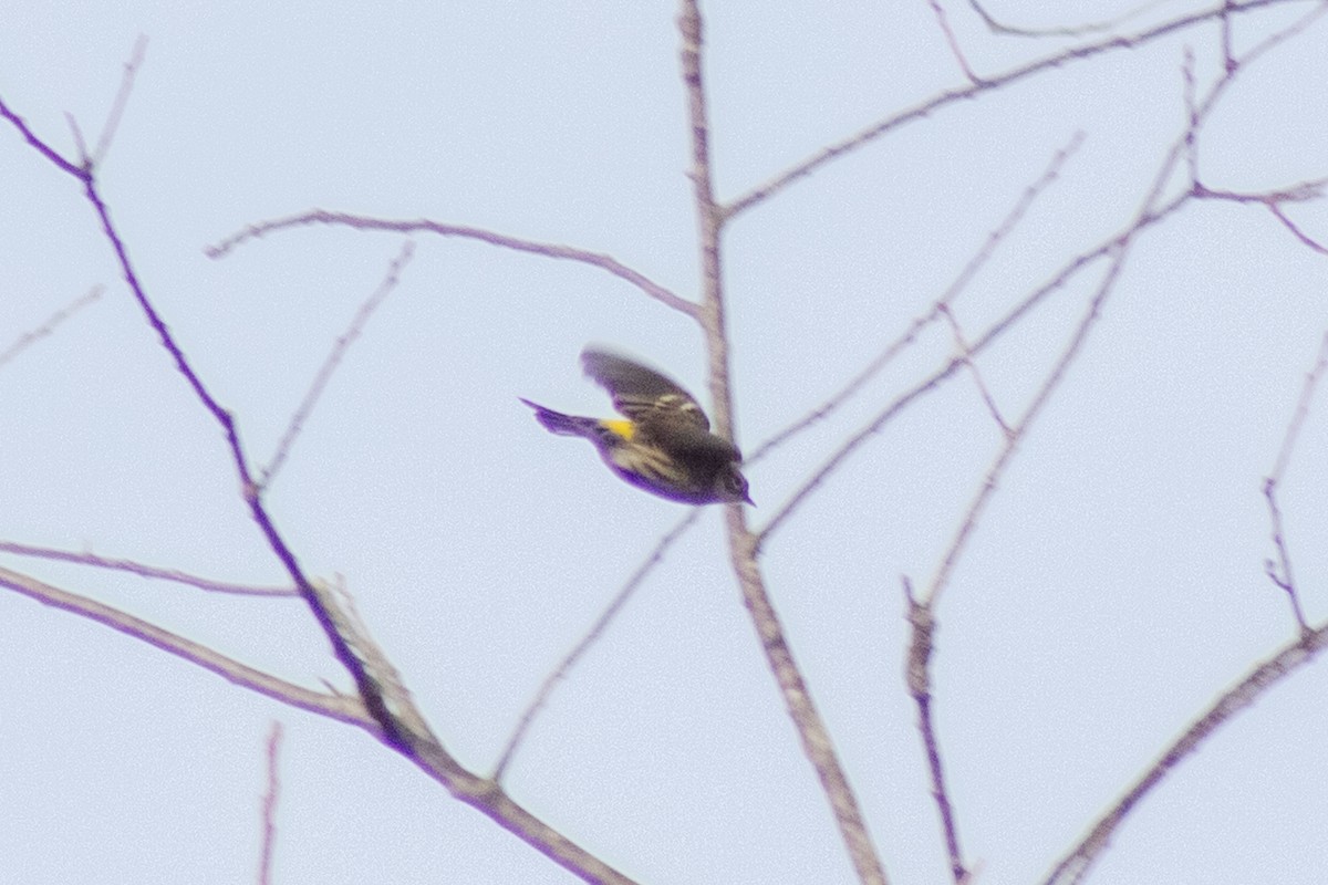 Yellow-rumped Warbler - ML646622031