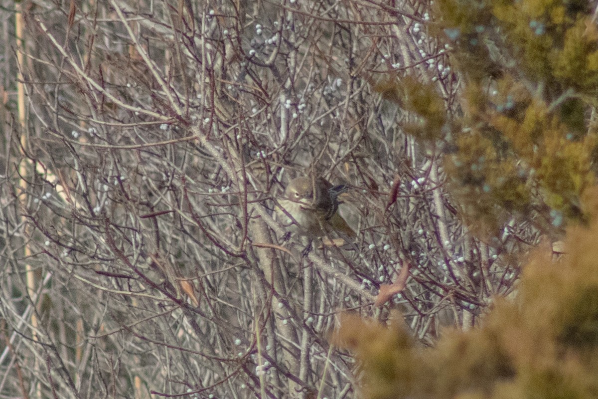Yellow-rumped Warbler - ML646622032