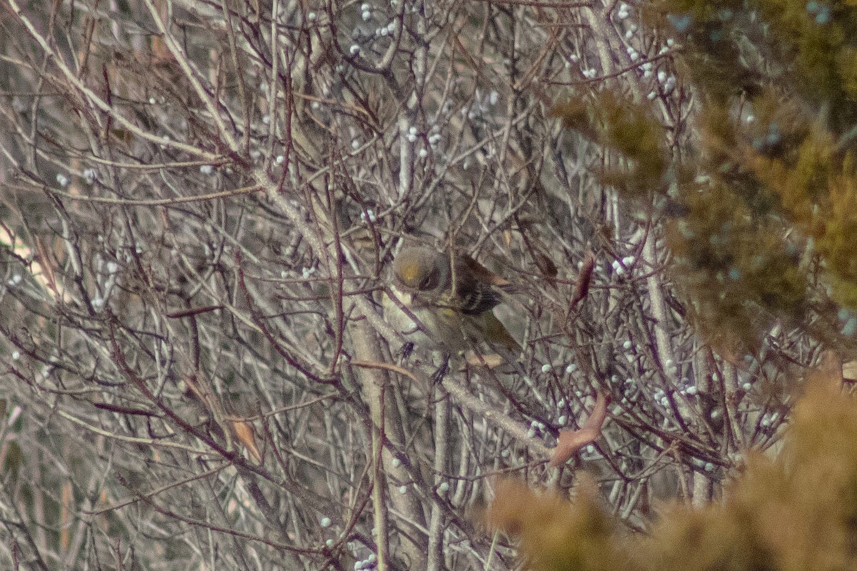 Yellow-rumped Warbler - ML646622033