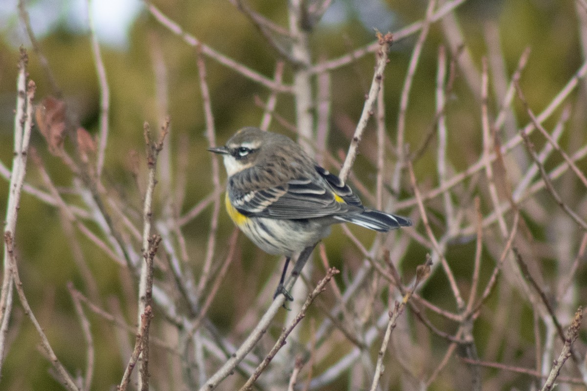 Yellow-rumped Warbler - ML646622034