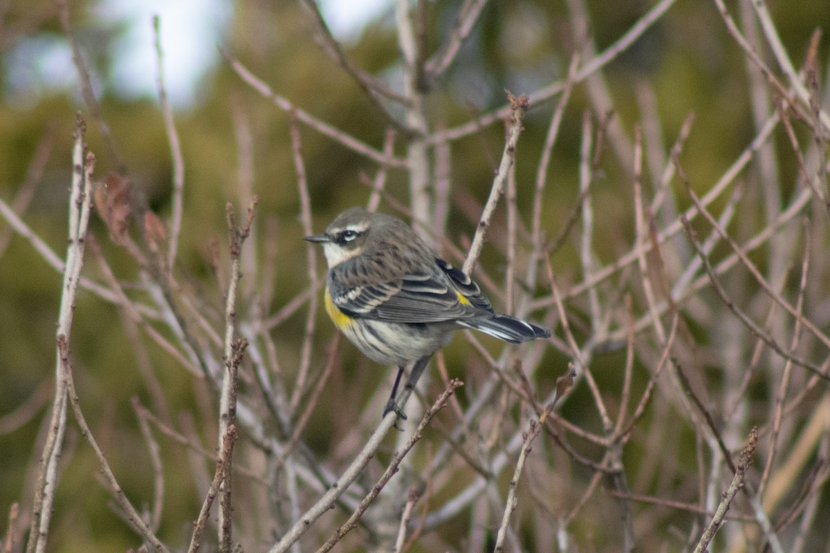 Yellow-rumped Warbler - ML646622035