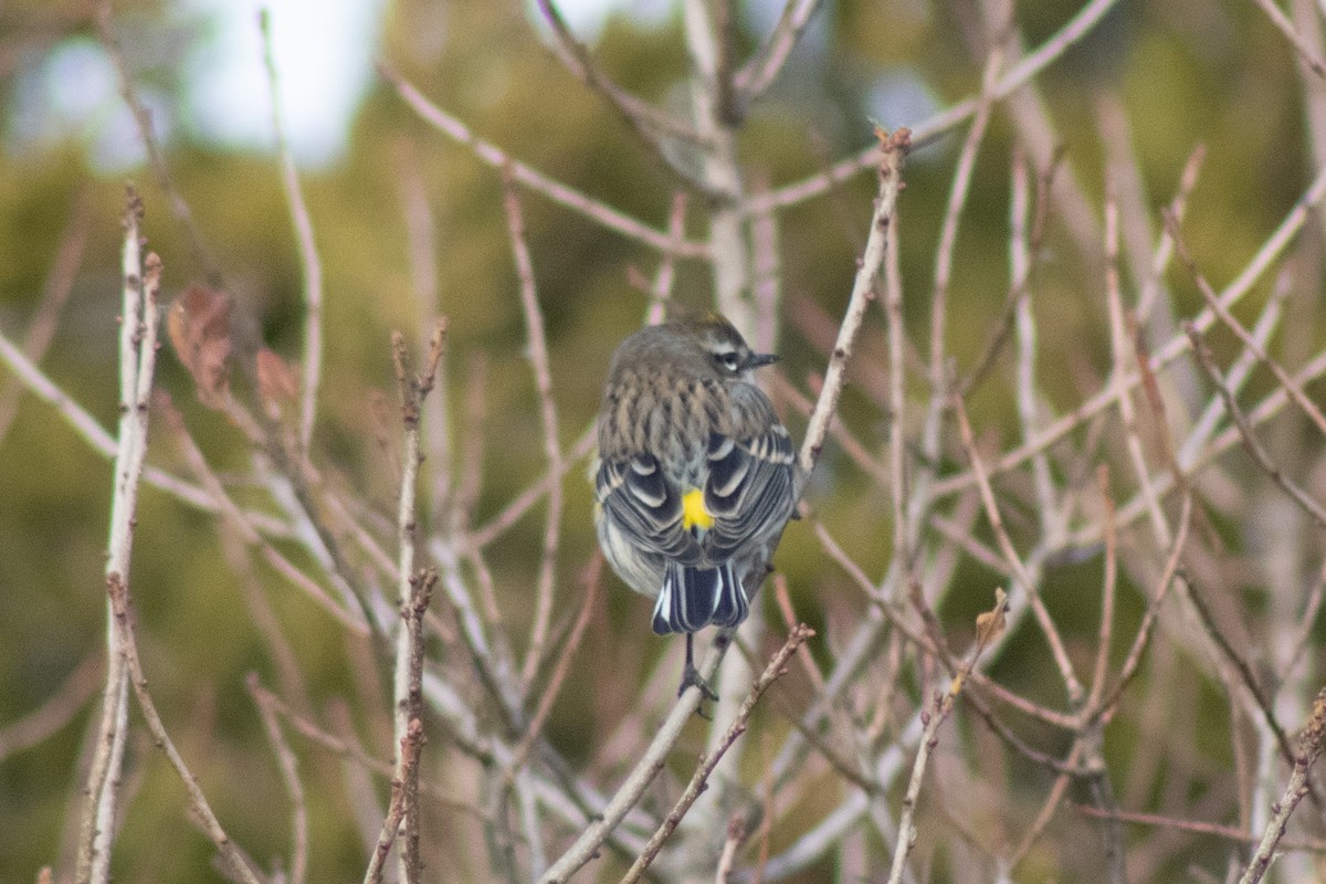 Yellow-rumped Warbler - ML646622036
