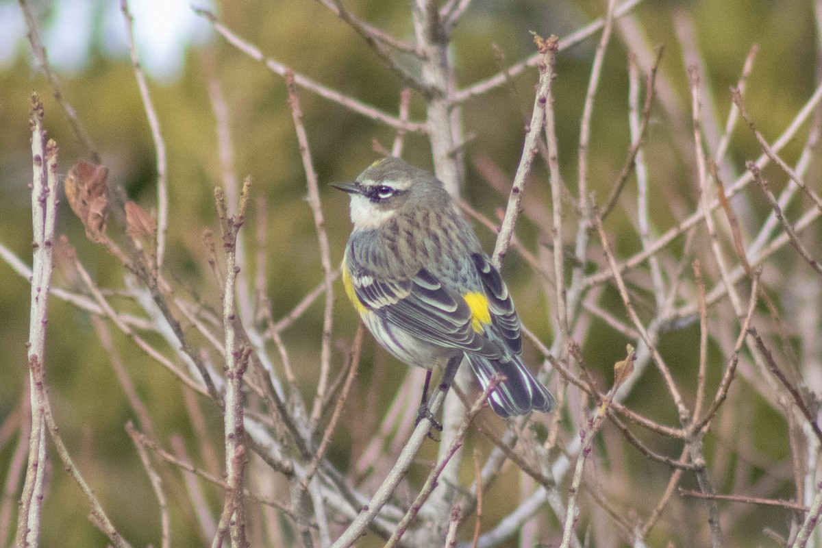Yellow-rumped Warbler - ML646622037