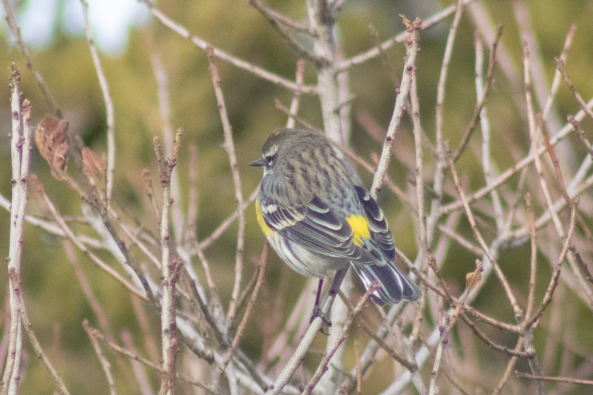 Yellow-rumped Warbler - ML646622038