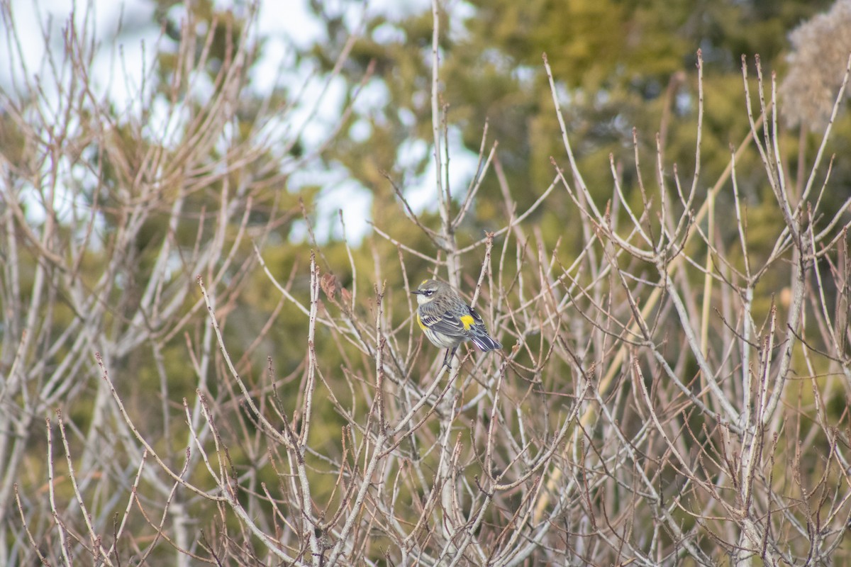 Yellow-rumped Warbler - ML646622039