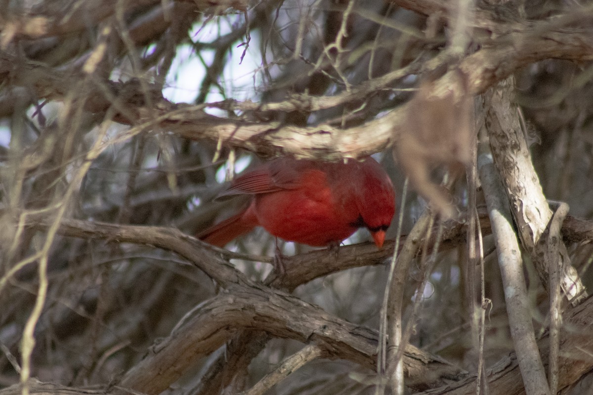 Northern Cardinal - ML646622041