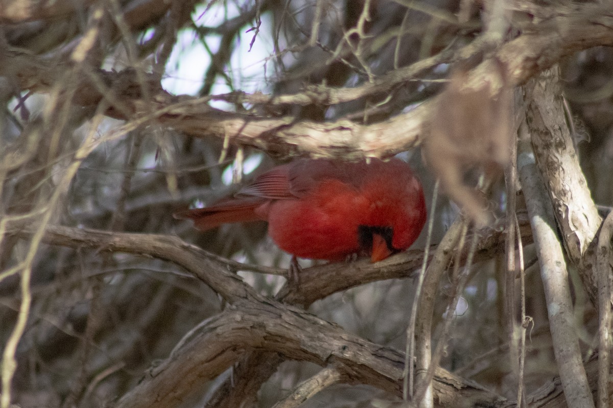 Northern Cardinal - ML646622042