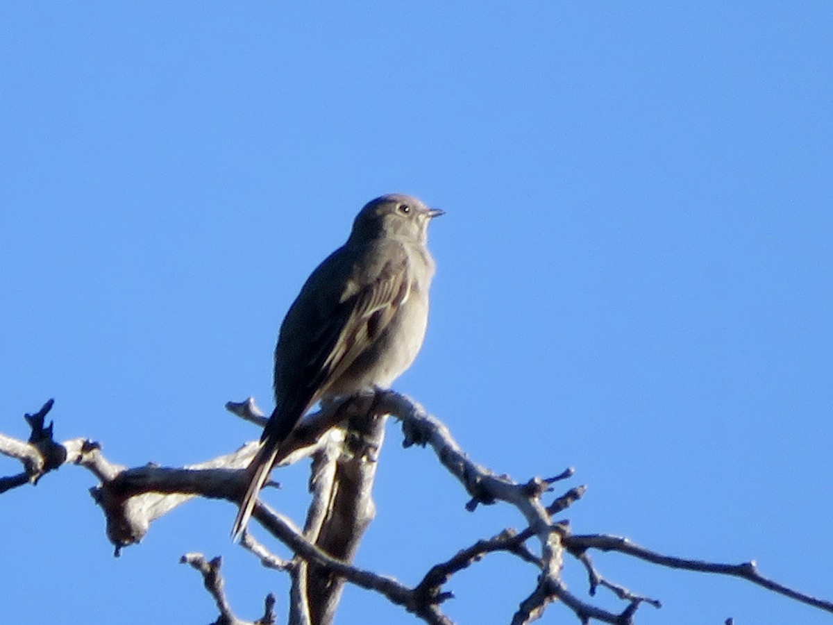 gråsolitærtrost - ML646622044