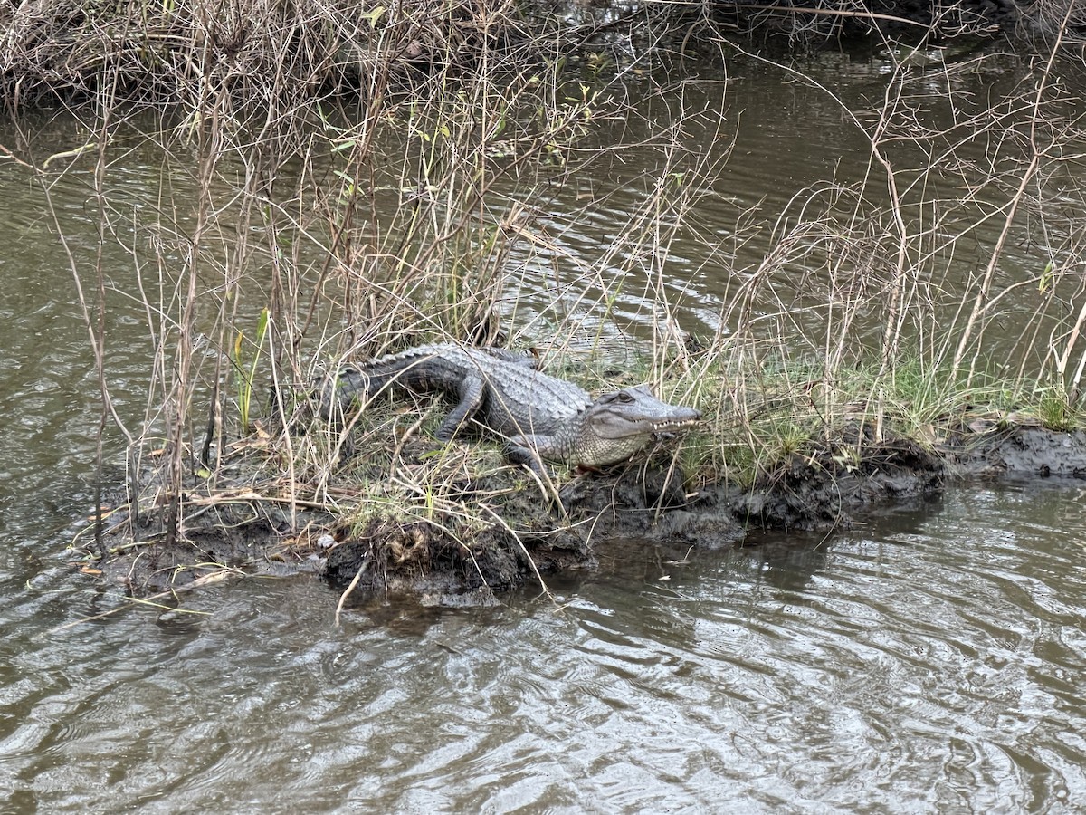 Animals - ML646622047