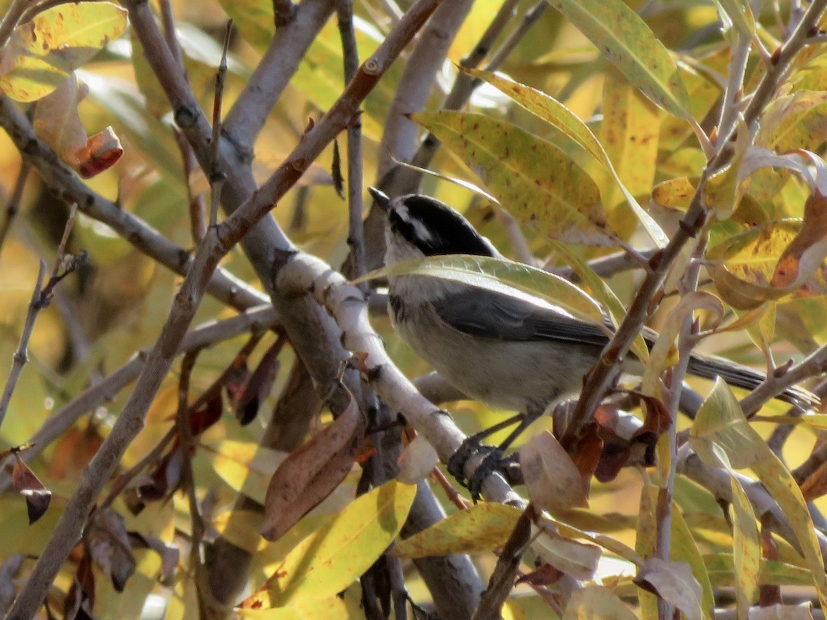 bergmeis - ML646622049