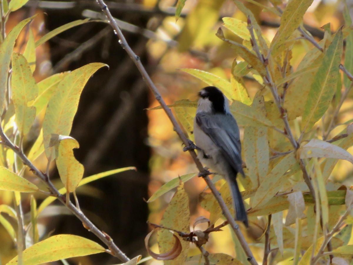 bergmeis - ML646622050