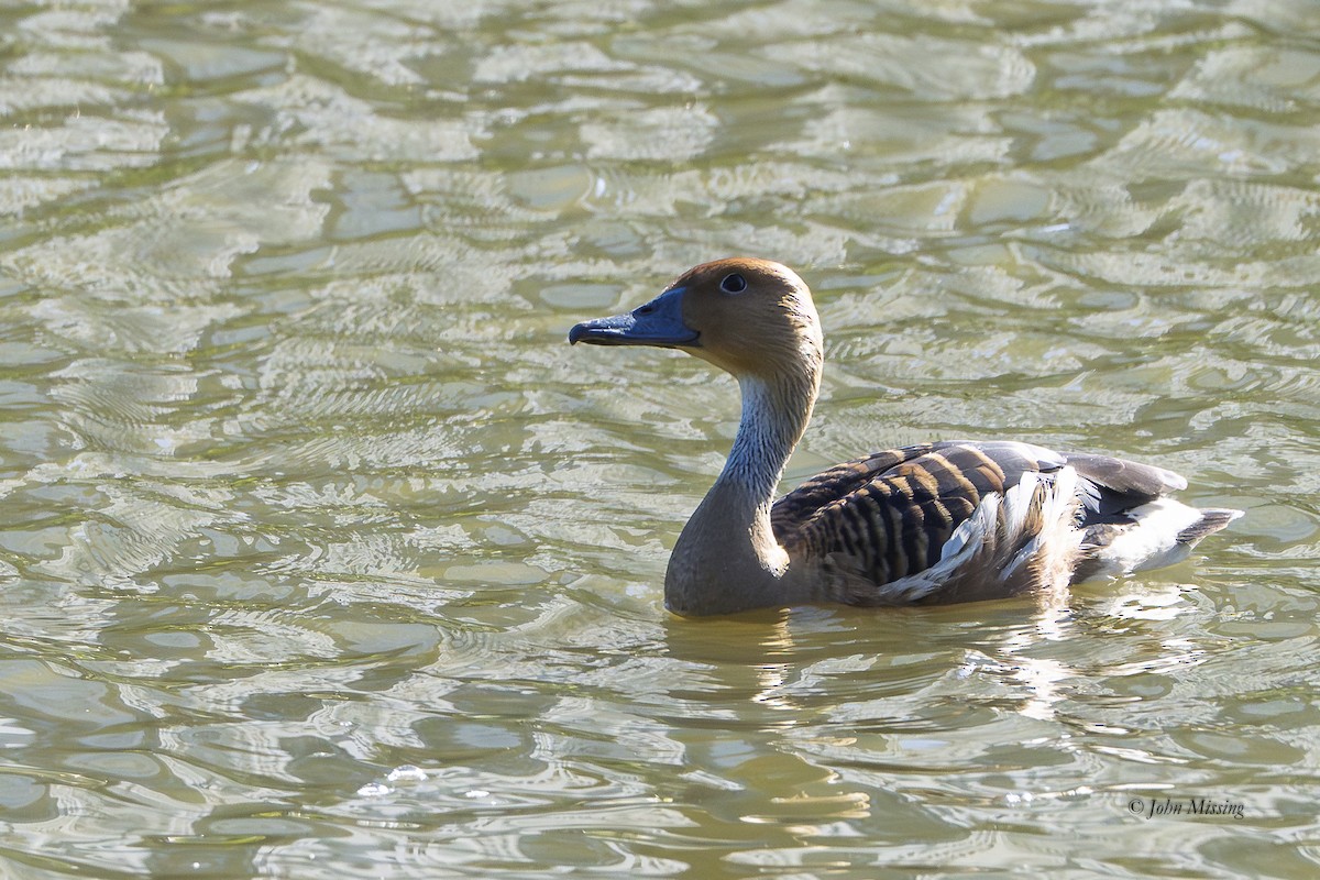 Fulvous Whistling-Duck - ML646622051