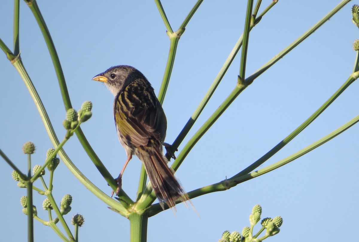 Lesser Grass-Finch - ML646622052