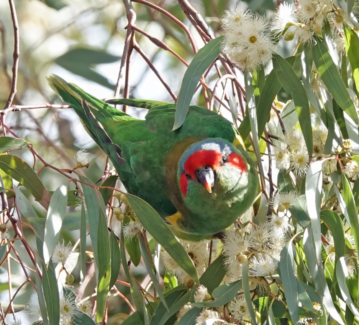 lori mošusový - ML646622053