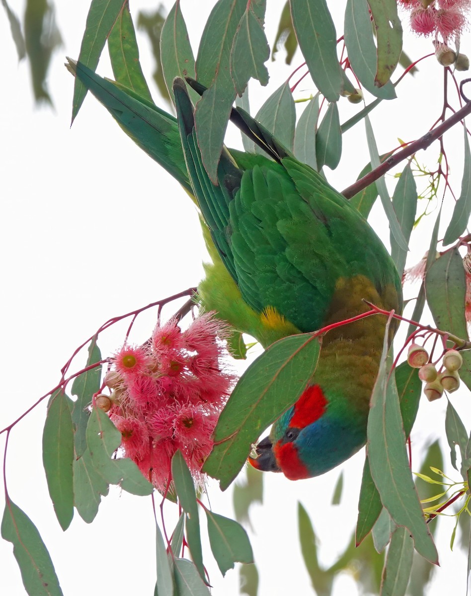 lori mošusový - ML646622054