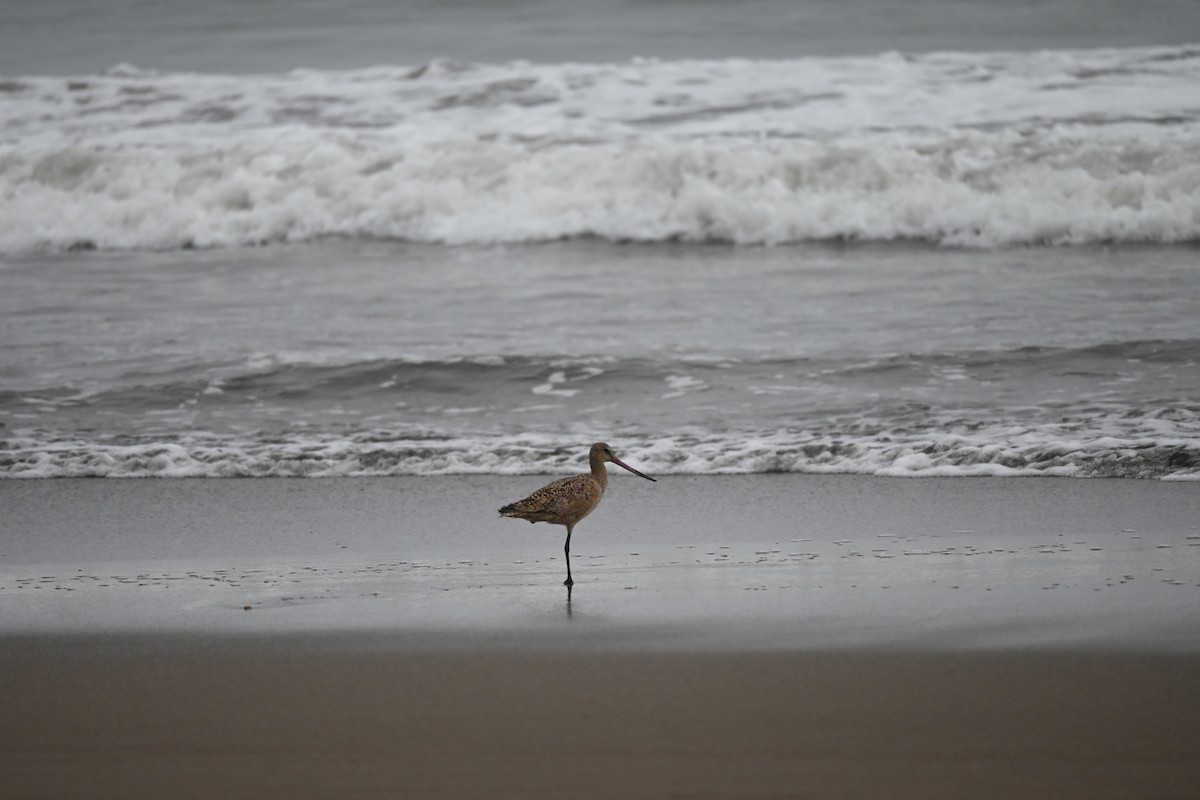 Marbled Godwit - ML646622055