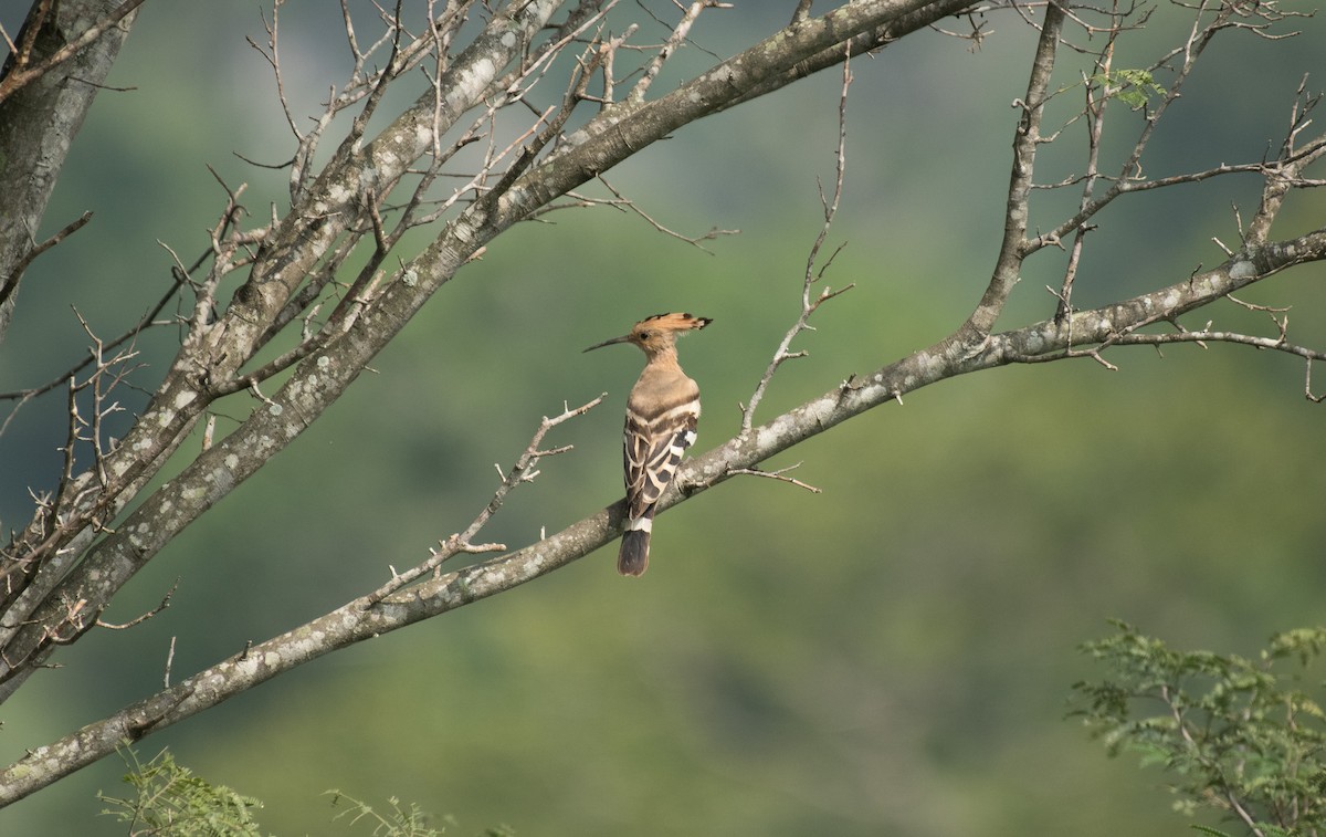 Common Hoopoe - ML646622069