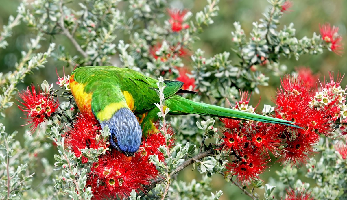 lori duhový - ML646622072