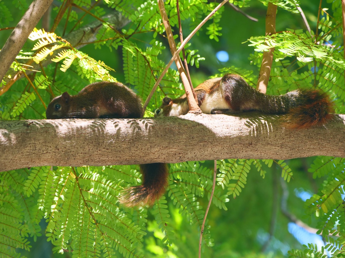 Écureuil de Finlayson - ML646622073