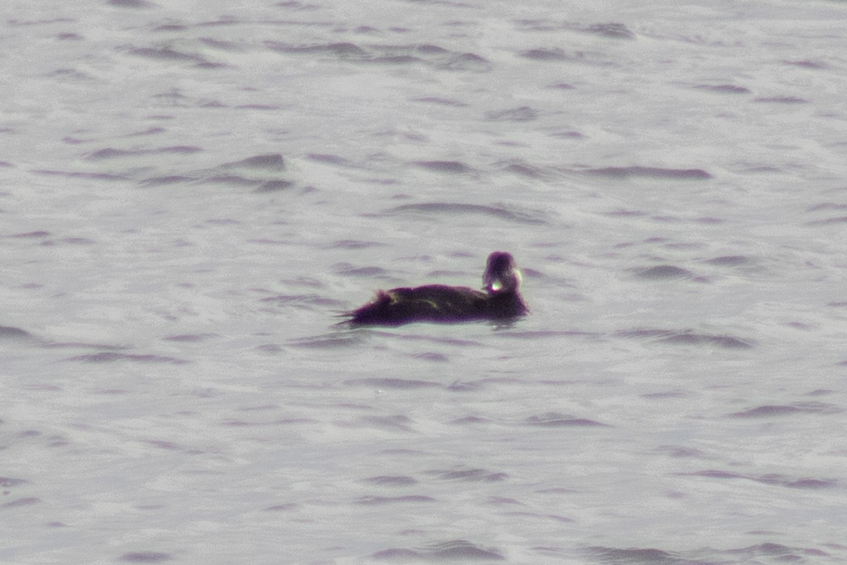 Ruddy Duck - ML646622074