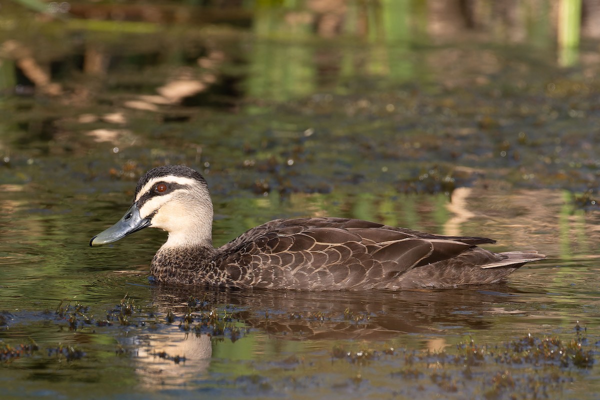 Pacific Black Duck - ML646622077