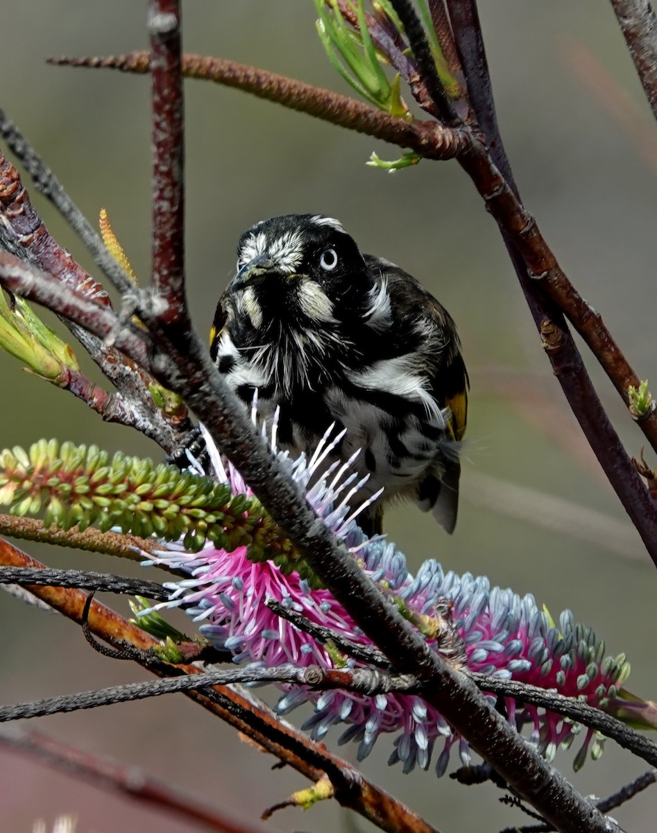 medosavka žlutokřídlá - ML646622078