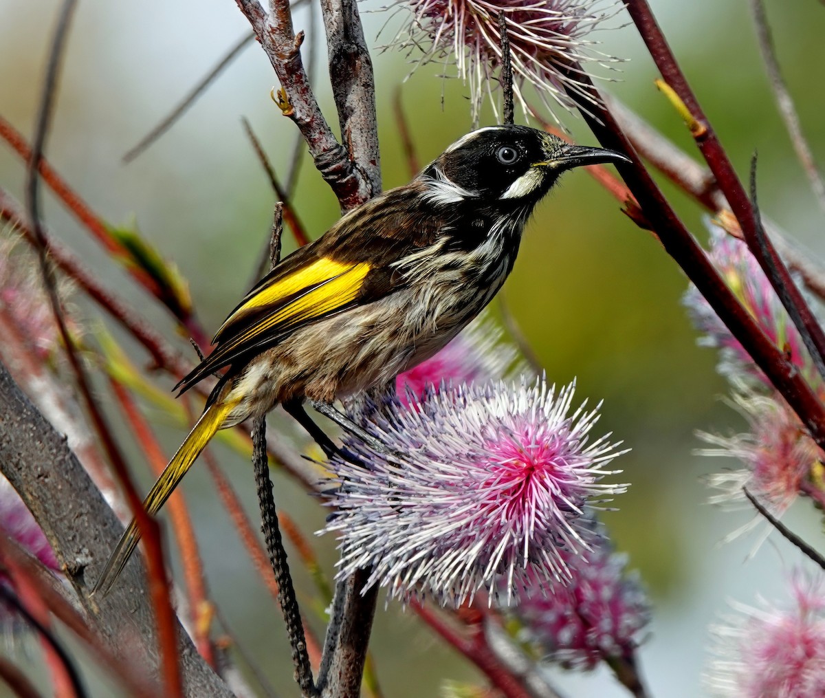 medosavka žlutokřídlá - ML646622079