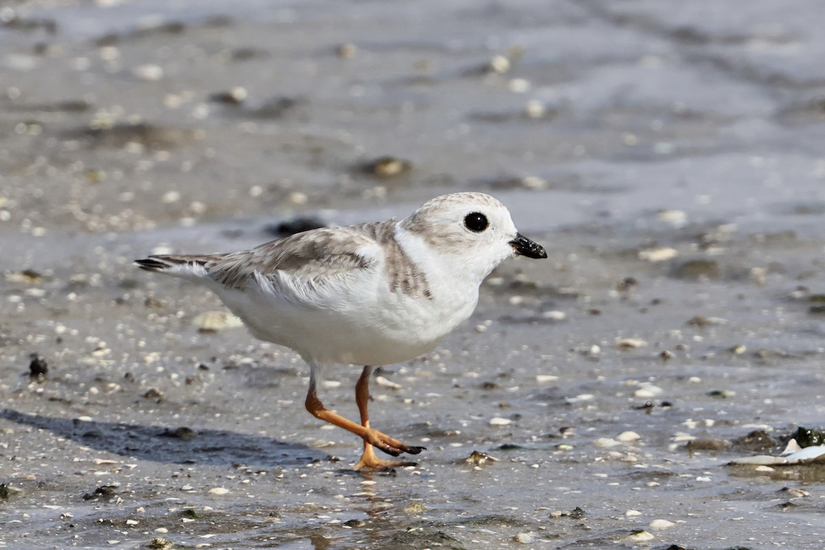 Piping Plover - ML646622080