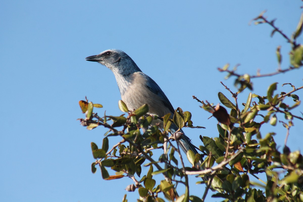 Florida Scrub-Jay - ML646622081