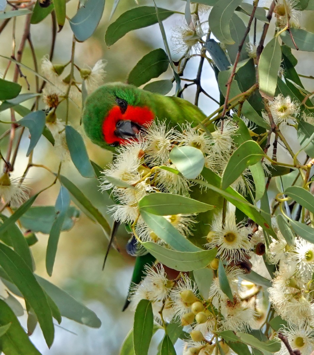 lori malý - ML646622082