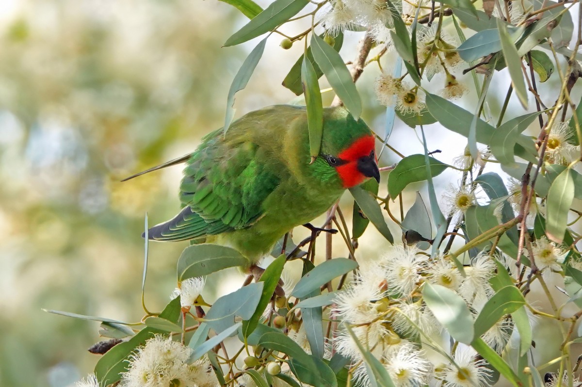 lori malý - ML646622083