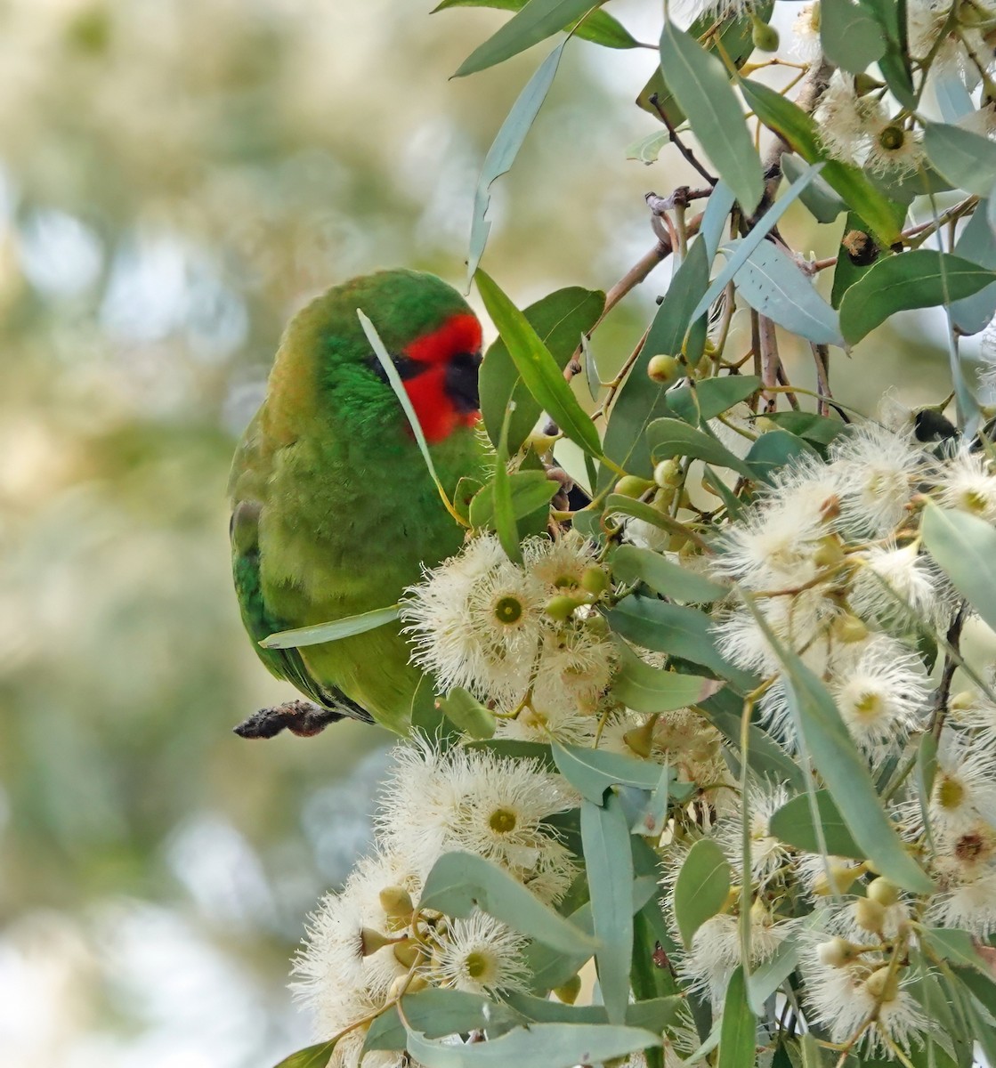 lori malý - ML646622084