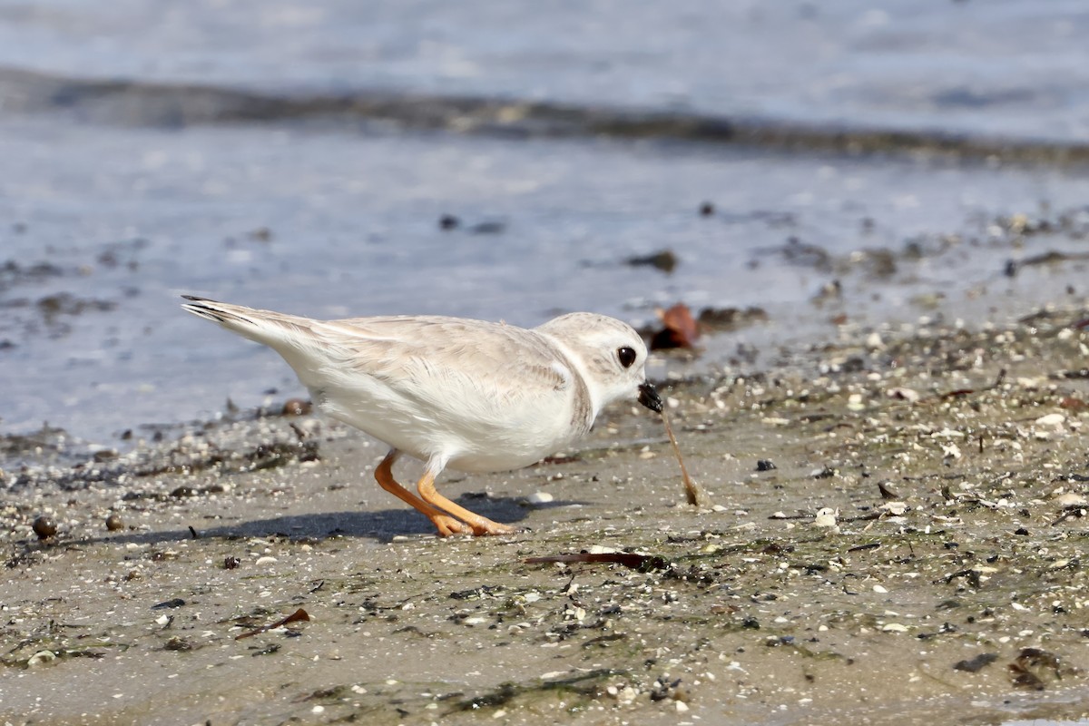 Piping Plover - ML646622085