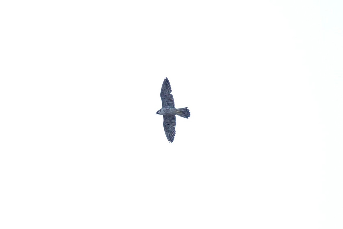 Peregrine Falcon - ML646622086