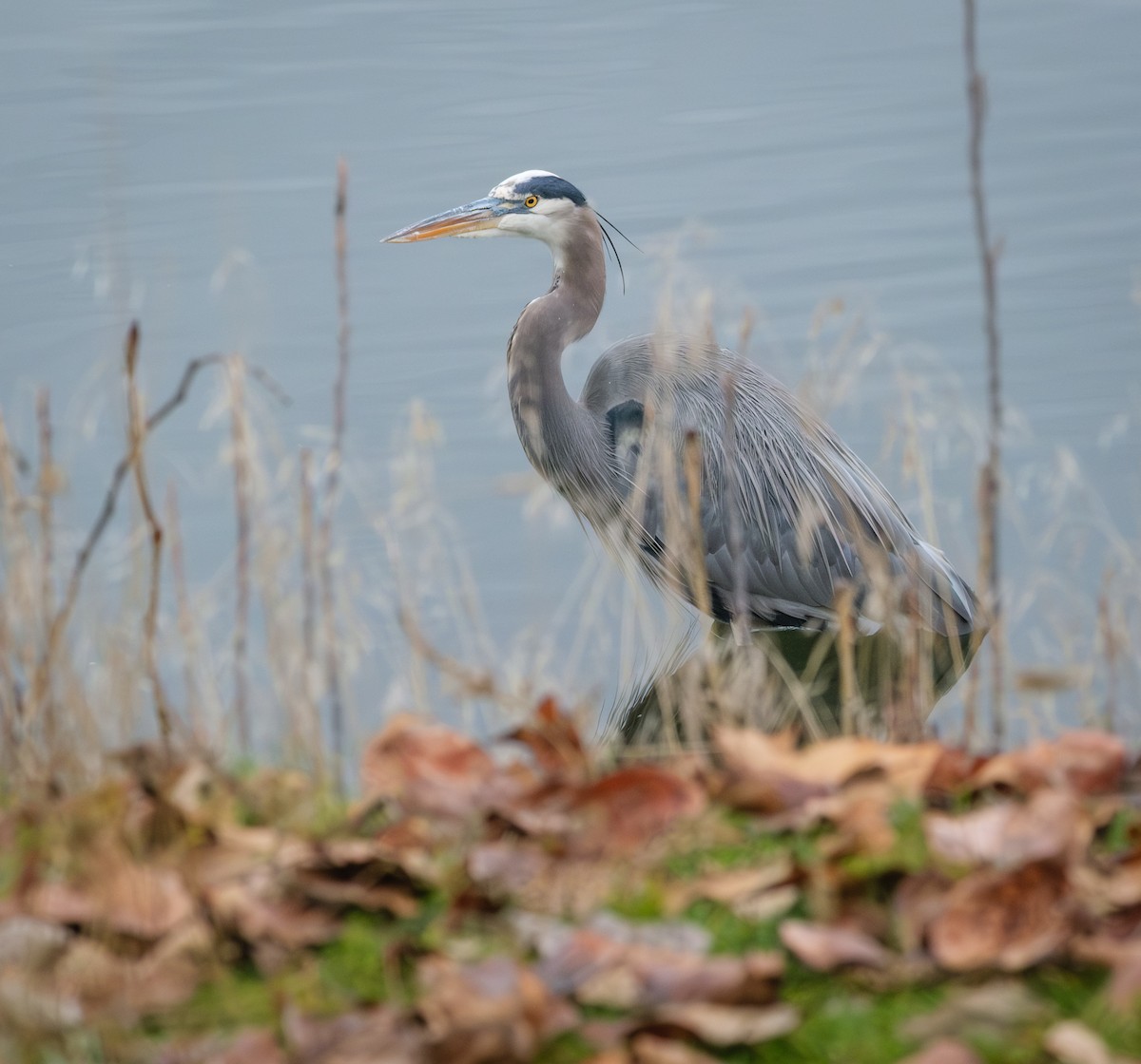 Great Blue Heron - ML646622088
