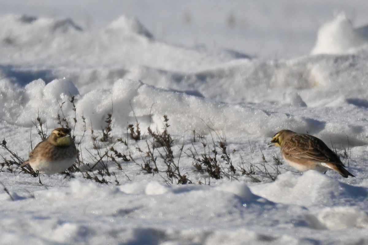 Horned Lark - ML646622090