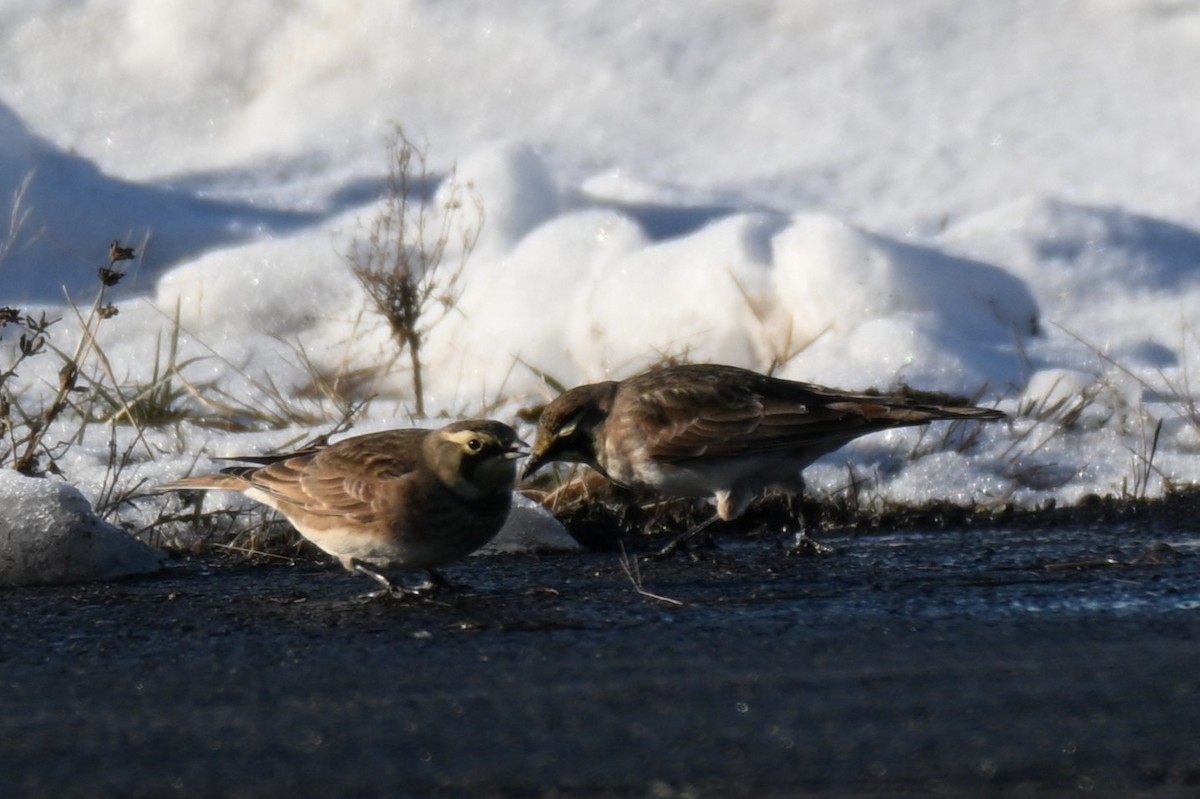 Horned Lark - ML646622091
