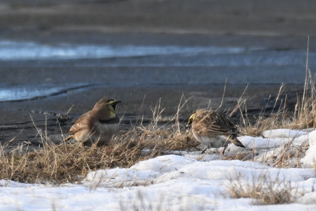 Horned Lark - ML646622092