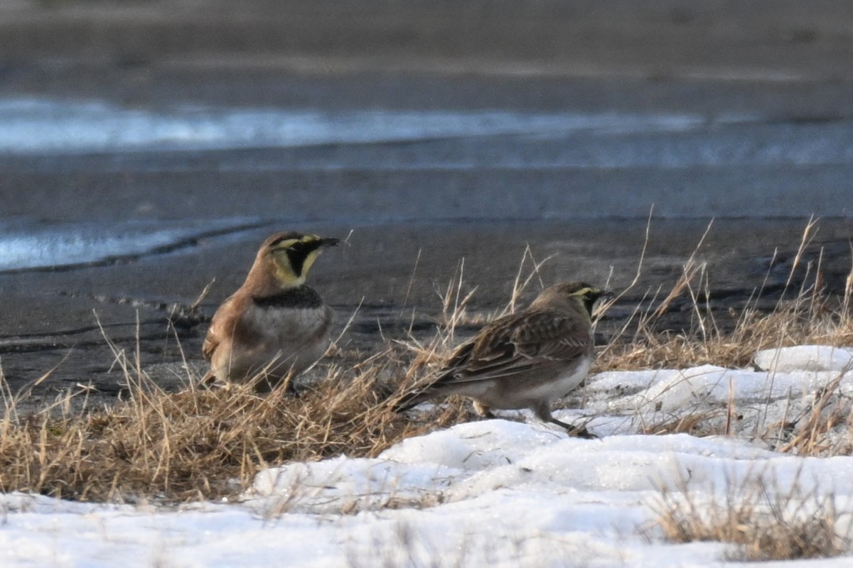 Horned Lark - ML646622093