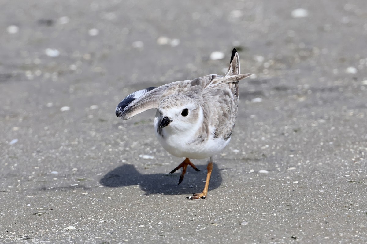 Piping Plover - ML646622095