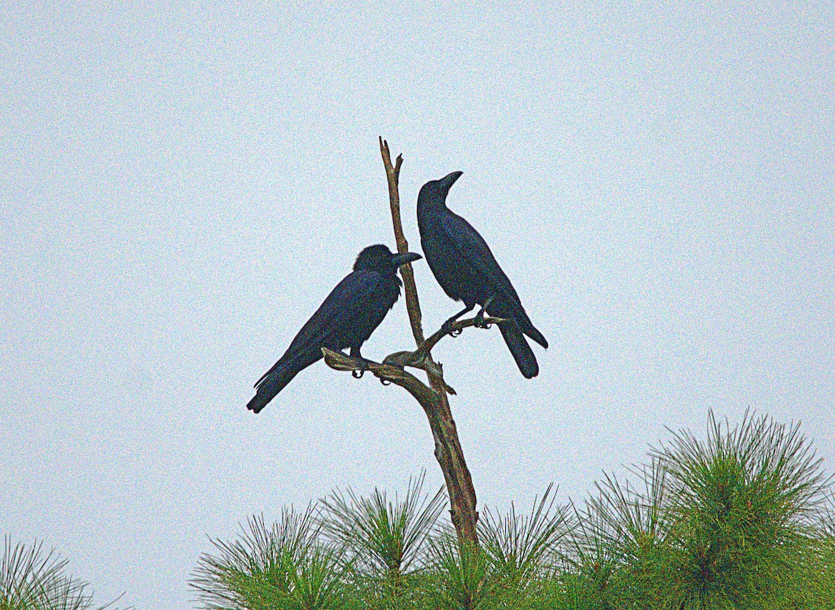 Large-billed Crow - ML646622096