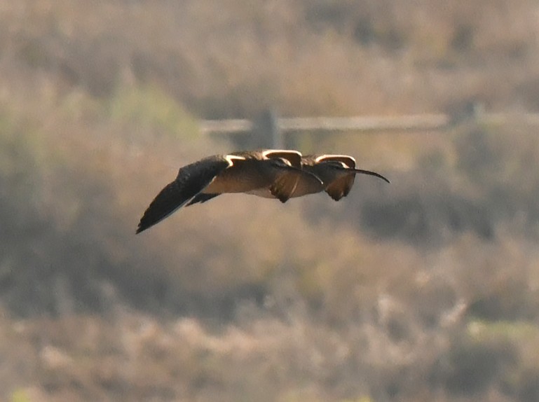 Hudsonian Whimbrel - ML646622097
