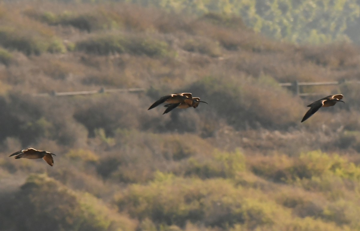 Hudsonian Whimbrel - ML646622098