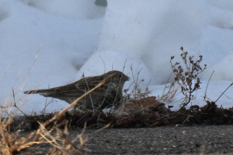 アカエリツメナガホオジロ - ML646622099