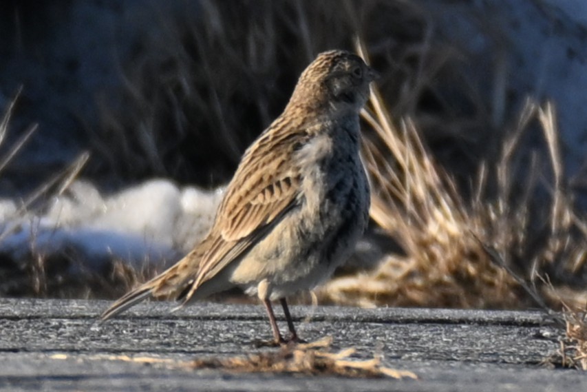 アカエリツメナガホオジロ - ML646622100