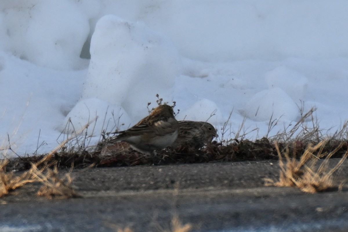 アカエリツメナガホオジロ - ML646622101