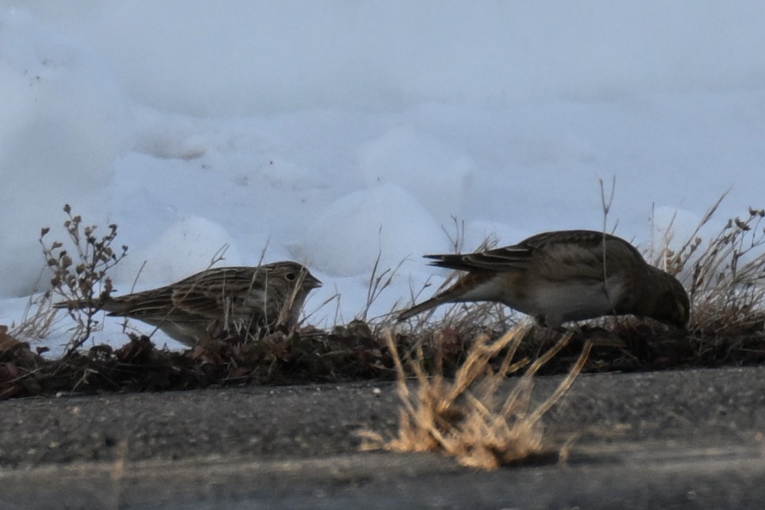 アカエリツメナガホオジロ - ML646622102